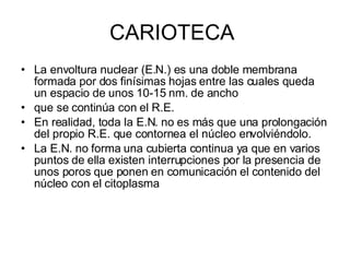 CARIOTECA  La envoltura nuclear (E.N.) es una doble membrana formada por dos finísimas hojas entre las cuales queda un espacio de unos 10-15 nm. de ancho que se continúa con el R.E.  En realidad, toda la E.N. no es más que una prolongación del propio R.E. que contornea el núcleo envolviéndolo.  La E.N. no forma una cubierta continua ya que en varios puntos de ella existen interrupciones por la presencia de unos poros que ponen en comunicación el contenido del núcleo con el citoplasma 