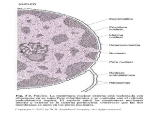 CROMATINA Y CROMOSOMAS : Es la sustancia fundamental del núcleo 