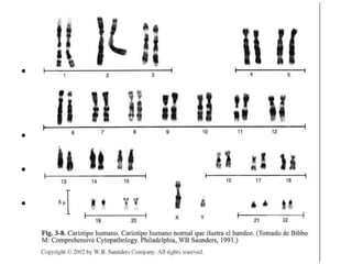 Cromosomas: En los periodos de división celular (Mitosis o Meiosis), la cromatina da lugar a unas estructuras denominadas cromosomas visibles con M.O.  Tienen forma de bastoncillos más o menos alargados. Dentro de la misma especie la forma de cada cromosoma es constante, de tal manera que puede ser identificado cada uno de ellos. 