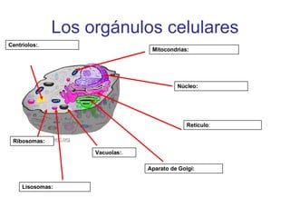 Los orgánulos celulares Núcleo: Mitocondrias: Retículo : Aparato de Golgi: Vacuolas: . Lisosomas: Ribosomas: Centriolos: . 