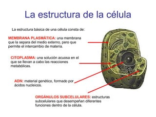La estructura de la célula MEMBRANA PLASMÁTICA:  una membrana que la separa del medio externo, pero que permite el intercambio de materia.  La estructura básica de una célula consta de: CITOPLASMA:  una solución acuosa en el que se llevan a cabo las reacciones metabólicas.  ADN:  material genético, formado por ácidos nucleicos.  ORGÁNULOS SUBCELULARES:  estructuras subcelulares que desempeñan diferentes funciones dentro de la célula.  