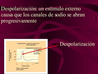Despolarización: un estímulo externo causa que los canales de sodio se abran progresivamente Despolarización 
