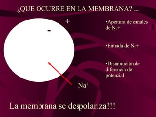 ¿QUE OCURRE EN LA MEMBRANA? ... Apertura de canales de Na+ Entrada de Na+ Disminución de diferencia de potencial La membrana se despolariza!!! Na + - + 