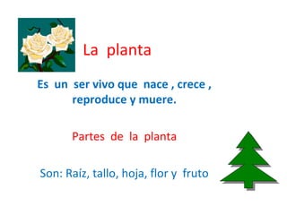 La planta
Es un ser vivo que nace , crece ,
reproduce y muere.
Partes de la planta
Son: Raíz, tallo, hoja, flor y fruto
 