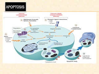 APOPTOSIS
 