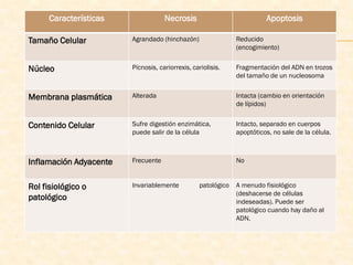 Características               Necrosis                            Apoptosis

Tamaño Celular          Agrandado (hinchazón)                 Reducido
                                                              (encogimiento)


Núcleo                  Pícnosis, cariorrexis, cariolisis.    Fragmentación del ADN en trozos
                                                              del tamaño de un nucleosoma


Membrana plasmática     Alterada                              Intacta (cambio en orientación
                                                              de lípidos)


Contenido Celular       Sufre digestión enzimática,           Intacto, separado en cuerpos
                        puede salir de la célula              apoptóticos, no sale de la célula.



Inflamación Adyacente   Frecuente                             No


Rol fisiológico o       Invariablemente          patológico   A menudo fisiológico
                                                              (deshacerse de células
patológico                                                    indeseadas). Puede ser
                                                              patológico cuando hay daño al
                                                              ADN.
 