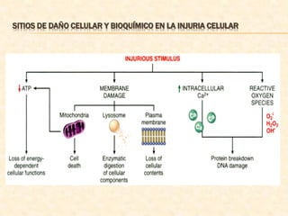 SITIOS DE DAÑO CELULAR Y BIOQUÍMICO EN LA INJURIA CELULAR
 