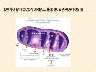 DAÑO MITOCONDRIAL: INDUCE APOPTOSIS
 
