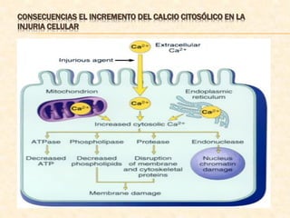 CONSECUENCIAS EL INCREMENTO DEL CALCIO CITOSÓLICO EN LA
INJURIA CELULAR
 