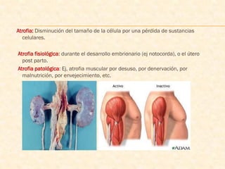Atrofia: Disminución del tamaño de la célula por una pérdida de sustancias
  celulares.

Atrofia fisiológica: durante el desarrollo embrionario (ej notocorda), o el útero
  post parto.
Atrofia patológica: Ej, atrofia muscular por desuso, por denervación, por
  malnutrición, por envejecimiento, etc.
 