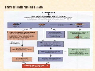ENVEJECIMIENTO CELULAR
 
