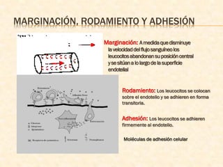 MARGINACIÓN, RODAMIENTO Y ADHESIÓN

                Marginación: A medida que disminuye
                 la velocidad del flujo sanguíneo los
                 leucocitos abandonan su posición central
                 y se sitúan a lo largo de la superficie
                 endotelial


                       Rodamiento: Los leucocitos se colocan
                       sobre el endotelio y se adhieren en forma
                       transitoria.


                       Adhesión: Los leucocitos se adhieren
                       firmemente al endotelio.

                        Moléculas de adhesión celular
 
