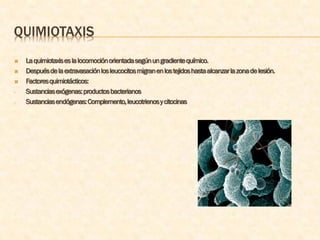 QUIMIOTAXIS
   La quimiotaxis es la locomoción orientada según un gradiente químico.
   Después de la extravasación los leucocitos migran en los tejidos hasta alcanzar la zona de lesión.
   Factores quimiotácticos:
-   Sustancias exógenas: productos bacterianos
-   Sustancias endógenas: Complemento, leucotrienos y citocinas
 