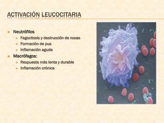 ACTIVACIÓN LEUCOCITARIA

   Neutrófilos
        Fagocitosis y destrucción de noxas
        Formación de pus
        Inflamación aguda
   Macrófagos:
        Respuesta más lenta y durable
        Inflamación crónica
 