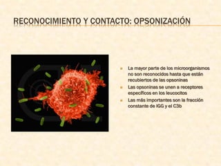 RECONOCIMIENTO Y CONTACTO: OPSONIZACIÓN




                          La mayor parte de los microorganismos
                           no son reconocidos hasta que están
                           recubiertos de las opsoninas
                          Las opsoninas se unen a receptores
                           específicos en los leucocitos
                          Las más importantes son la fracción
                           constante de IGG y el C3b
 