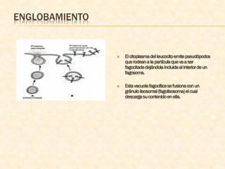 ENGLOBAMIENTO


                   El citoplasma del leucocito emite pseudópodos
                    que rodean a la partícula que va a ser
                    fagocitada dejándola incluida al interior de un
                    fagosoma.

                   Esta vacuola fagocítica se fusiona con un
                    gránulo lisosomal (fagolisosoma) el cual
                    descarga su contenido en ella.
 