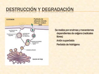 DESTRUCCIÓN Y DEGRADACIÓN



                     Se realiza por enzimas y mecanismos
                      dependientes de oxígeno (radicales
                      libres)
                 -    Anión superóxido
                 -    Peróxido de hidrógeno
 