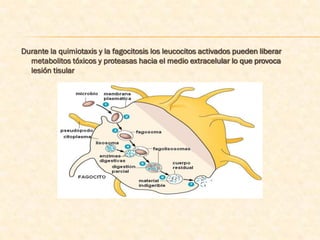 Durante la quimiotaxis y la fagocitosis los leucocitos activados pueden liberar
  metabolitos tóxicos y proteasas hacia el medio extracelular lo que provoca
  lesión tisular
 