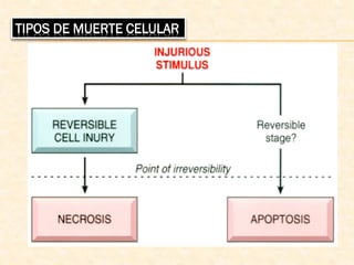 TIPOS DE MUERTE CELULAR
 