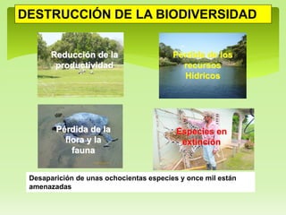 Desaparición de unas ochocientas especies y once mil están
amenazadas
DESTRUCCIÓN DE LA BIODIVERSIDAD
Especies en
extinción
Pérdida de la
flora y la
fauna
Reducción de la
productividad
Pérdida de los
recursos
Hídricos
 