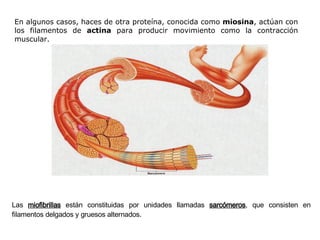Las  miofibrillas  están constituidas por unidades llamadas  sarcómeros , que consisten en filamentos delgados y gruesos alternados.   En algunos casos, haces de otra proteína, conocida como  miosina , actúan con los filamentos de  actina  para producir movimiento como la contracción muscular. 