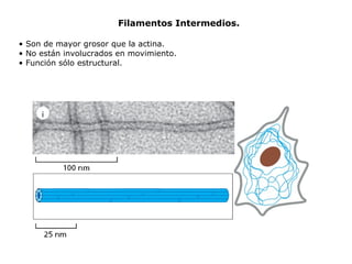 Filamentos Intermedios. •  Son de mayor grosor que la actina. No están involucrados en movimiento. •  Función sólo estructural. 