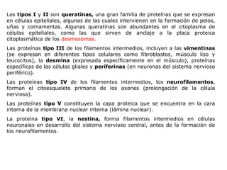 Los  tipos I  y  II  son  queratinas,  una gran familia de proteínas que se expresan en células epiteliales, algunas de las cuales intervienen en la formación de pelos, uñas y cornamentas. Algunas queratinas son abundantes en el citoplasma de células epiteliales, como las que sirven de anclaje a la placa proteica citoplasmática de los  desmosomas.   Las proteínas  tipo III  de los filamentos intermedios, incluyen a las  vimentinas  (se expresan en diferentes tipos celulares como fibroblastos, músculo liso y leucocitos), la  desmina  (expresada específicamente en el músculo), proteínas específicas de las células gliales y  periferinas  (en neuronas del sistema nervioso periférico).  Las proteínas  tipo IV  de los filamentos intermedios, los  neurofilamentos , forman el citoesqueleto primario de los axones (prolongación de la célula nerviosa).  Las proteínas  tipo V  constituyen la capa proteica que se encuentra en la cara interna de la membrana nuclear interna (lámina nuclear).  La proteína  tipo VI , la  nestina,  forma filamentos intermedios en células neuronales en desarrollo del sistema nervioso central, antes de la formación de los neurofilamentos.  