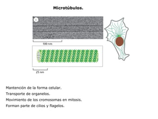 Microtúbulos. Mantención de la forma celular. Transporte de organelos. Movimiento de los cromosomas en mitosis. Forman parte de cilios y flagelos. 