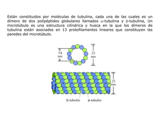 Están constituidos por moléculas de tubulina, cada una de las cuales es un dímero de dos polipéptidos globulares llamados   -tubulina y   -tubulina, Un microtúbulo es una estructura cilíndrica y hueca en la que los dímeros de tubulina están asociados en 13 protofilamentos lineares que constituyen las paredes del microtúbulo.   