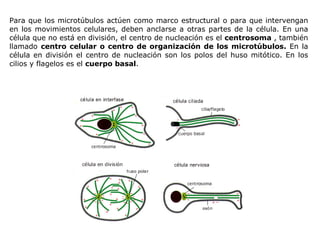 Para que los microtúbulos actúen como marco estructural o para que intervengan en los movimientos celulares, deben anclarse a otras partes de la célula. En una célula que no está en división, el centro de nucleación es el  centrosoma  , también llamado  centro celular o centro de organización de los microtúbulos.  En la célula en división el centro de nucleación son los polos del huso mitótico. En los cilios y flagelos es el  cuerpo basal . 