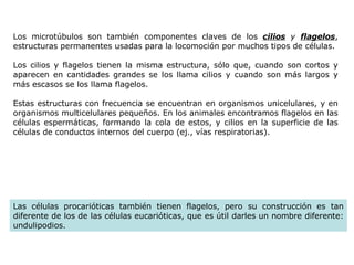 Los microtúbulos son también componentes claves de los  cilios  y  flagelos , estructuras permanentes usadas para la locomoción por muchos tipos de células.  Los cilios y flagelos tienen la misma estructura, sólo que, cuando son cortos y aparecen en cantidades grandes se los llama cilios y cuando son más largos y más escasos se los llama flagelos.  Estas estructuras con frecuencia se encuentran en organismos unicelulares, y en organismos multicelulares pequeños. En los animales encontramos flagelos en las células espermáticas, formando la cola de estos, y cilios en la superficie de las células de conductos internos del cuerpo (ej., vías respiratorias).  Las células procarióticas también tienen flagelos, pero su construcción es tan diferente de los de las células eucarióticas, que es útil darles un nombre diferente: undulipodios.  