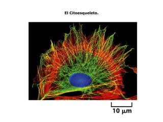 El Citoesqueleto. 