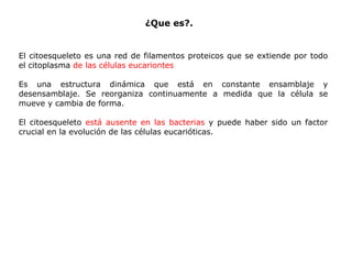 El citoesqueleto es una red de filamentos proteicos que se extiende por todo el citoplasma  de las células eucariontes   Es una estructura dinámica que está en constante ensamblaje y desensamblaje. Se reorganiza continuamente a medida que la célula se mueve y cambia de forma. El citoesqueleto  está ausente en las bacterias  y puede haber sido un factor crucial en la evolución de las células eucarióticas.  ¿Que es?. 