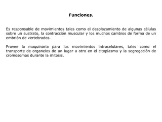 Funciones. Es responsable de movimientos tales como el desplazamiento de algunas células sobre un sustrato,   la contracción muscular y los muchos cambios de forma de un embrión de vertebrados.   Provee la maquinaria para los movimientos intracelulares, tales como el transporte de organelos de un lugar a otro en el citoplasma y la segregación de cromosomas durante la mitosis.   