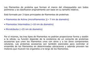 Los filamentos de proteína que forman el marco del citoesqueleto son todos polímeros y se clasificaron originalmente con base en su tamaño relativo.   Está formado por 3 tipos principales de filamentos de proteínas •  Filamentos de Actina (microfilamentos )(~ 7 nm de diametro) •  Filamentos Intermedios (~10 nm de diametro) •  Microtúbulos (~25 nm de diametro) Por sí mismos, los tres tipos de filamentos no podrían proporcionar forma y sostén a la célula; su función depende de la existencia de un conjunto de proteínas accesorias que unen los filamentos unos con otros y a los otros componentes celulares. Las proteínas accesorias son también esenciales para controlar el ensamble de los filamentos en determinadas ubicaciones y además proveen los motores que mueven los organelos a lo largo de los filamentos . 