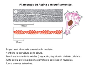 Filamentos de Actina o microfilamentos. Proporciona el soporte mecánico de la célula. Mantiene la estructura de la célula. Permite el movimiento celular (migración, fagocitosis, división celular). Junto con la proteína miosina permiten la contracción muscular. Forma uniones estrechas. 