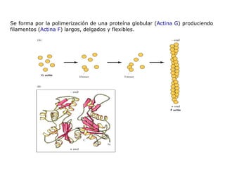 Se forma por la polimerización de una proteína globular ( Actina G ) produciendo filamentos ( Actina F ) largos, delgados y flexibles.  