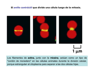 El  anillo contráctil  que divide una célula luego de la mitosis.  Los filamentos de  actina,  junto con la  miosina , actúan como un tipo de "cordón de monedero" en las células animales durante la división celular, porque estrangulan al citoplasma para separar a las dos células hijas.  