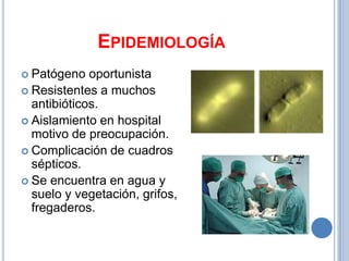 EPIDEMIOLOGÍA
 Patógeno   oportunista
 Resistentes a muchos
  antibióticos.
 Aislamiento en hospital
  motivo de preocupación.
 Complicación de cuadros
  sépticos.
 Se encuentra en agua y
  suelo y vegetación, grifos,
  fregaderos.
 