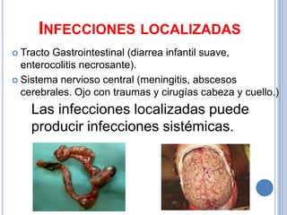 INFECCIONES LOCALIZADAS
 TractoGastrointestinal (diarrea infantil suave,
  enterocolitis necrosante).
 Sistema nervioso central (meningitis, abscesos
  cerebrales. Ojo con traumas y cirugías cabeza y cuello.)
    Las infecciones localizadas puede
    producir infecciones sistémicas.
 