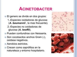 ACINETOBACTER
 El genero se divide en dos grupos:
  1.-Especies oxidadoras de glucosa
   (A. baumannii , la mas frecuente).
  2.-Especies no oxidadoras de
   glucosa (A. Iwoffii).
 Pueden confundirse con Neisseria.

 Son cocobacilos anchos Gram (-),
  oxidasa negativos.
 Aerobios estrictos.

 Crecen como saprófitos en la
  naturaleza y entorno hospitalario.
 