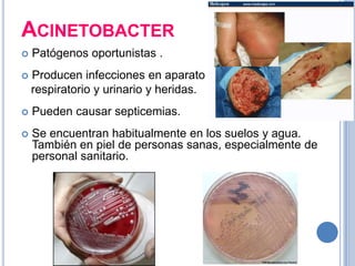 ACINETOBACTER
   Patógenos oportunistas .
   Producen infecciones en aparato
    respiratorio y urinario y heridas.
   Pueden causar septicemias.
   Se encuentran habitualmente en los suelos y agua.
    También en piel de personas sanas, especialmente de
    personal sanitario.
 