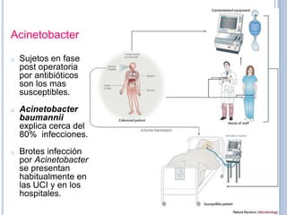 Acinetobacter

o   Sujetos en fase
    post operatoria
    por antibióticos
    son los mas
    susceptibles.
o   Acinetobacter
    baumannii
    explica cerca del
    80% infecciones.
o   Brotes infección
    por Acinetobacter
    se presentan
    habitualmente en
    las UCI y en los
    hospitales.
 