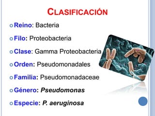 CLASIFICACIÓN
 Reino:    Bacteria

 Filo:   Proteobacteria

 Clase:   Gamma Proteobacteria

 Orden:    Pseudomonadales

 Familia:   Pseudomonadaceae

 Género:    Pseudomonas

 Especie:    P. aeruginosa
 