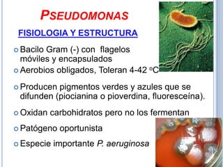 PSEUDOMONAS
 FISIOLOGIA Y ESTRUCTURA
 BaciloGram (-) con flagelos
  móviles y encapsulados
 Aerobios obligados, Toleran 4-42 oC

 Producen pigmentos verdes y azules que se
 difunden (piocianina o pioverdina, fluoresceína).
 Oxidan   carbohidratos pero no los fermentan
 Patógeno   oportunista
 Especie   importante P. aeruginosa
 
