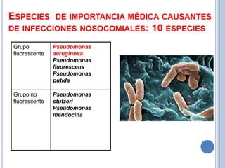 ESPECIES        DE IMPORTANCIA MÉDICA CAUSANTES
DE INFECCIONES NOSOCOMIALES:       10 ESPECIES
 Grupo          Pseudomonas
 fluorescente   aeruginosa
                Pseudomonas
                fluorescens
                Pseudomonas
                putida

 Grupo no       Pseudomonas
 fluorescente   stutzeri
                Pseudomonas
                mendocina
 