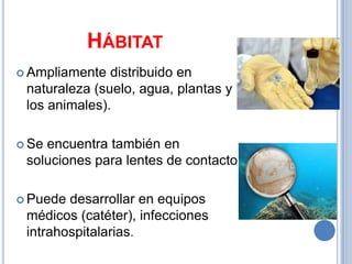 HÁBITAT
 Ampliamente  distribuido en
 naturaleza (suelo, agua, plantas y
 los animales).

 Seencuentra también en
 soluciones para lentes de contacto.

 Puede desarrollar en equipos
 médicos (catéter), infecciones
 intrahospitalarias.
 
