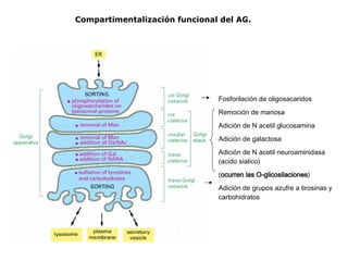 Clase 11 Sistema De Endomembranas
