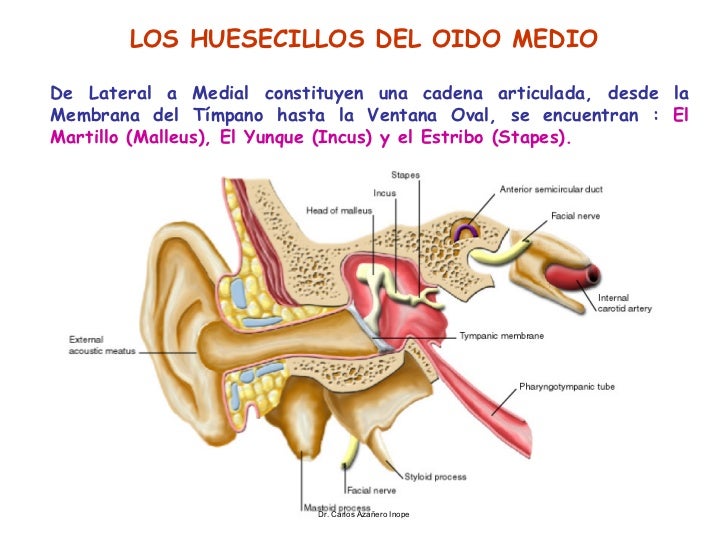 vestibulo funcion oido clase 12 oido vestibulo funcion oido clase 12 oido