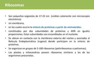 • Son pequeñas organelas de 17-23 nm (visibles solamente con microscopio
electrónico)
• sin membrana,
• en los cuales ocurre la síntesis de proteínas a partir de aminoácidos.
• constituidas por dos subunidades de proteínas y ARN en iguales
proporciones. Estas subunidades son ensambladas en el nucleolo.
• Se ubican en contacto con la membrana externa del núcleo y asociados al
Retículo Endoplasmático (rugoso) donde participan en la síntesis de
proteínas.
• Se organizan en grupos de 5-100 ribosomas (polirribosomas o polisomas).
• Los plastos y mitocondrias poseen ribosomas similares a los de los
organismos procariotas.
Ribosomas
 